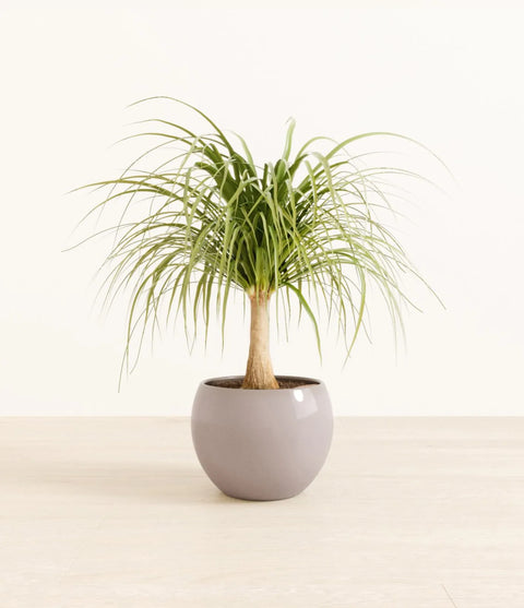 Nolina Palm