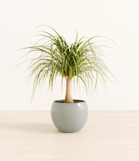 Nolina Palm