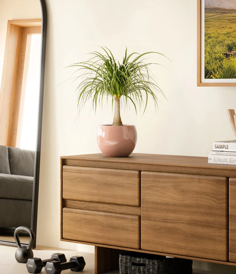 Nolina Palm