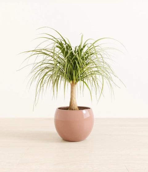 Nolina Palm