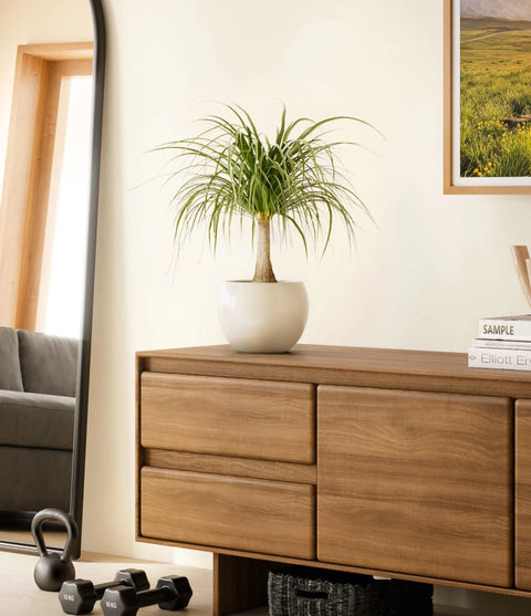 Nolina Palm