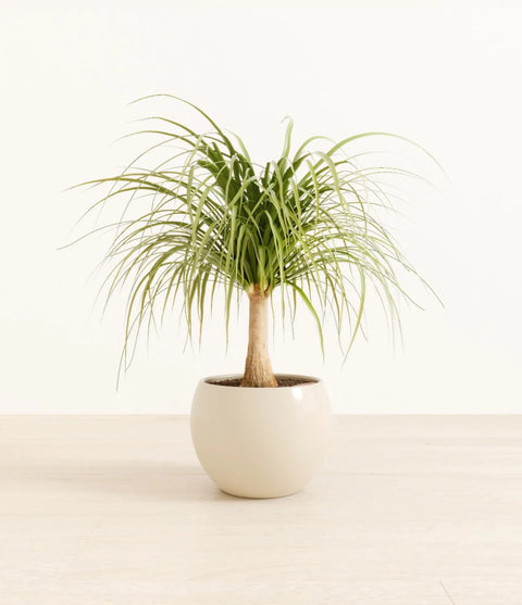 Nolina Palm