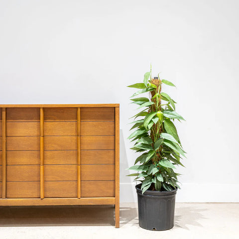 Epipremnum Pinnatum - Cebu Blue Pothos XL