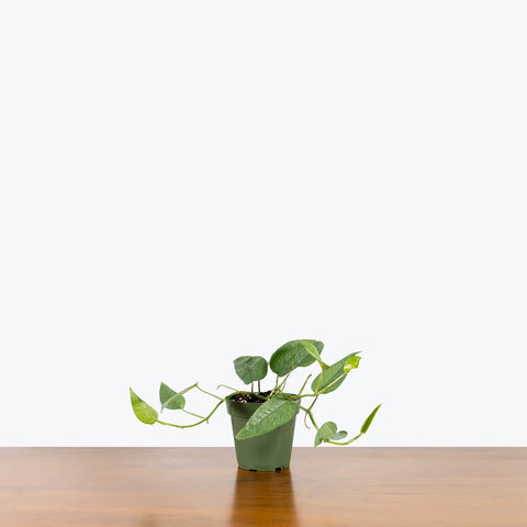 Epipremnum Pinnatum - Cebu Blue Pothos