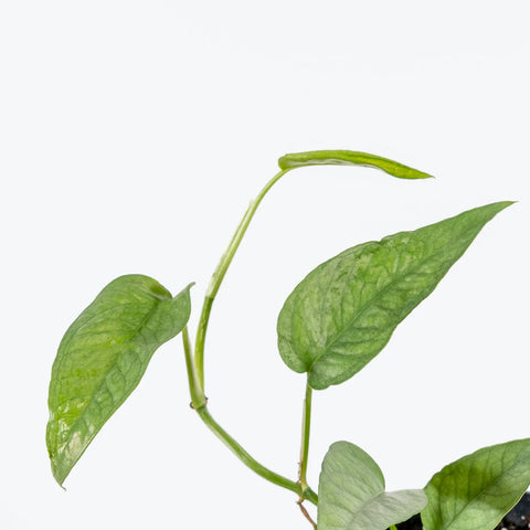 Epipremnum Pinnatum - Cebu Blue Pothos