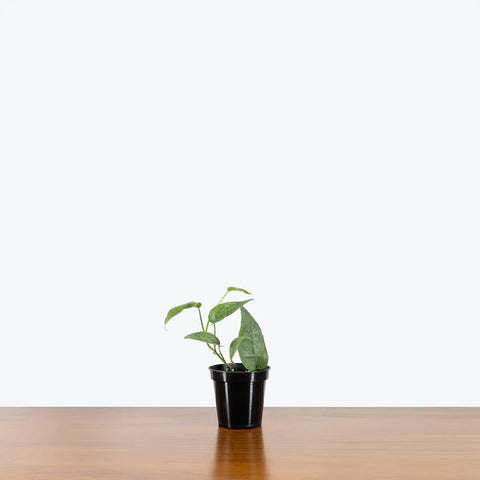 Epipremnum Pinnatum - Cebu Blue Pothos