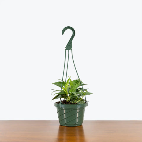 Epipremnum Pinnatum - Cebu Blue Pothos