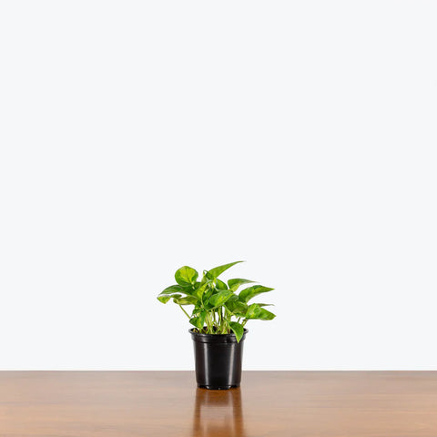 Epipremnum Aureum 'Global Green'