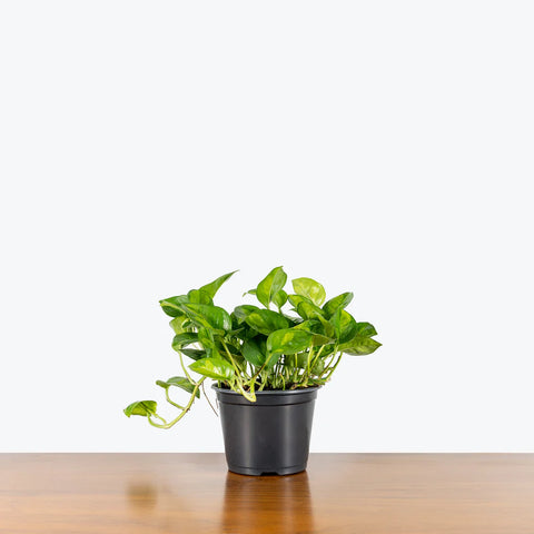 Epipremnum Aureum 'Global Green'