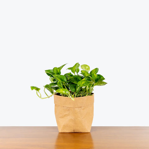 Epipremnum Aureum 'Global Green'