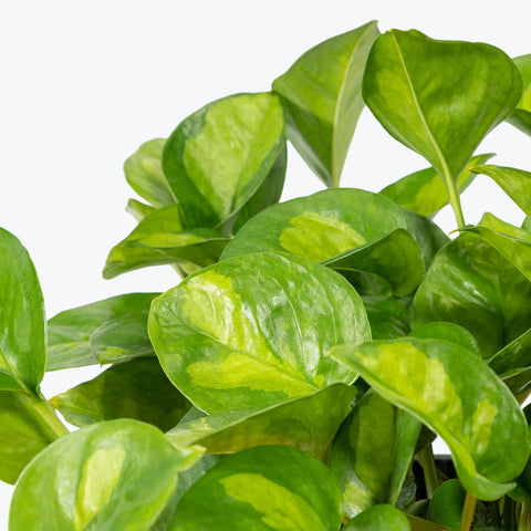 Epipremnum Aureum 'Global Green'