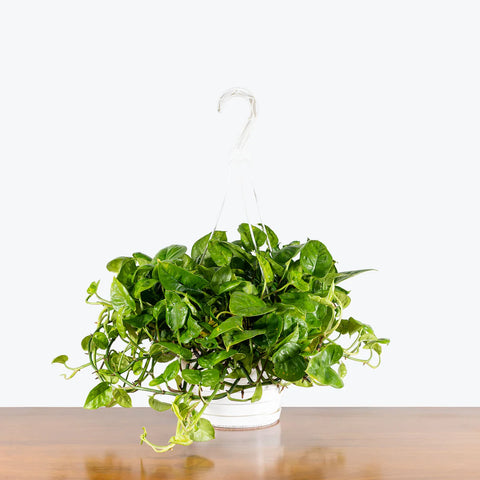 Epipremnum Aureum 'Global Green'