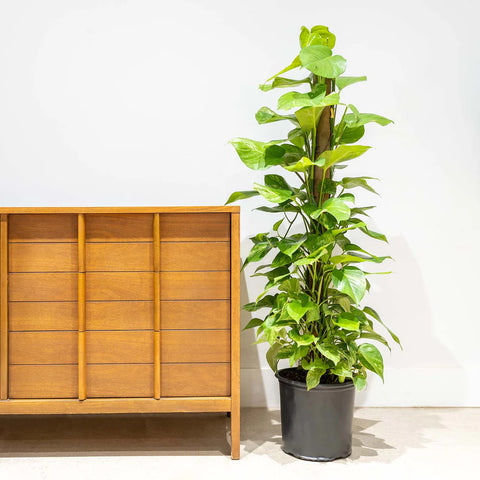 Money Plant Marble XL