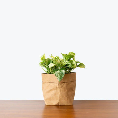 Money Plant Marble