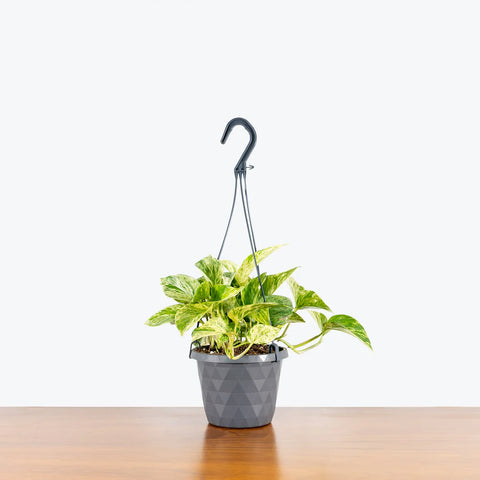 Money Plant Marble