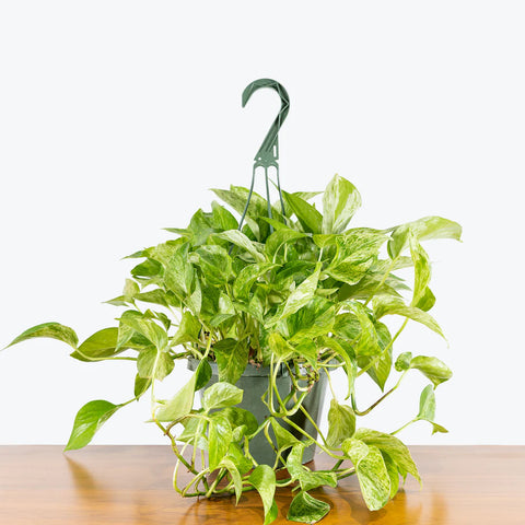 Money Plant Marble