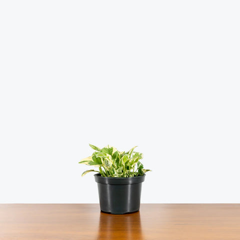 Epipremnum Aureum - N'Joy Pothos