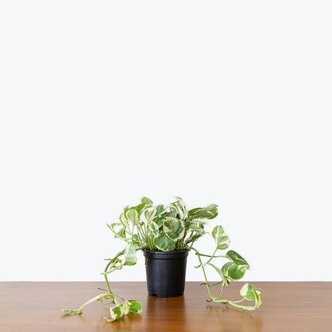 Epipremnum Aureum - Pearls and Jade Pothos