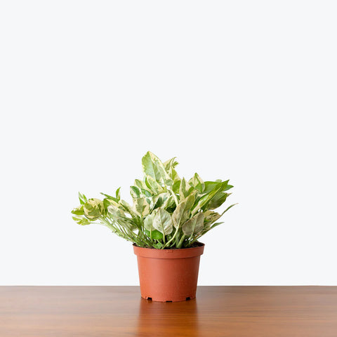 Epipremnum Aureum - Pearls and Jade Pothos