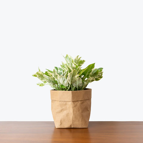 Epipremnum Aureum - Pearls and Jade Pothos