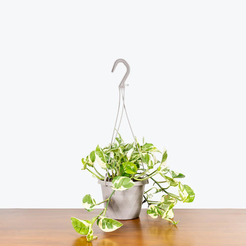 Epipremnum Aureum - Pearls and Jade Pothos