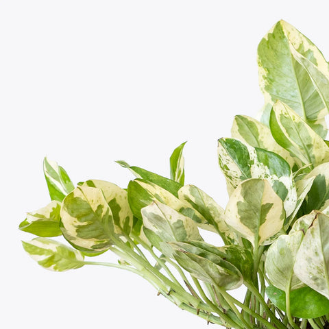 Epipremnum Aureum - Pearls and Jade Pothos