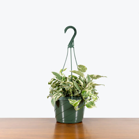 Epipremnum Aureum - Pearls and Jade Pothos