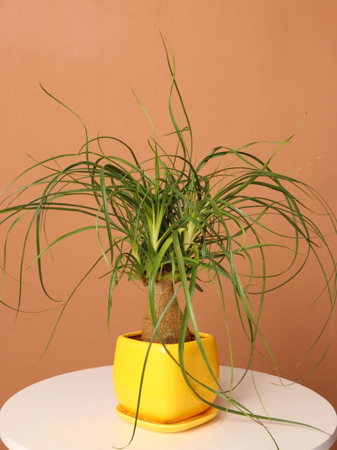 Nolina Palm