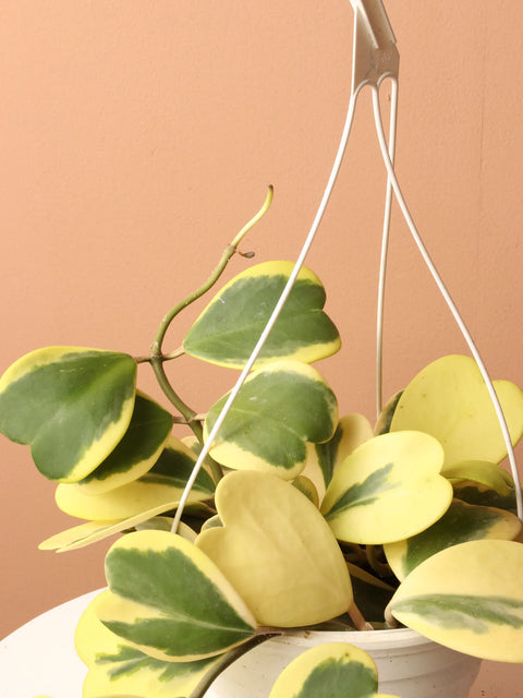 Heart Hoya - Variegated