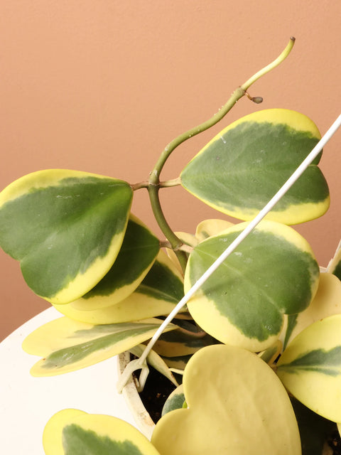 Heart Hoya - Variegated