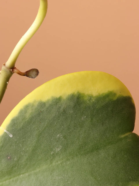Heart Hoya - Variegated