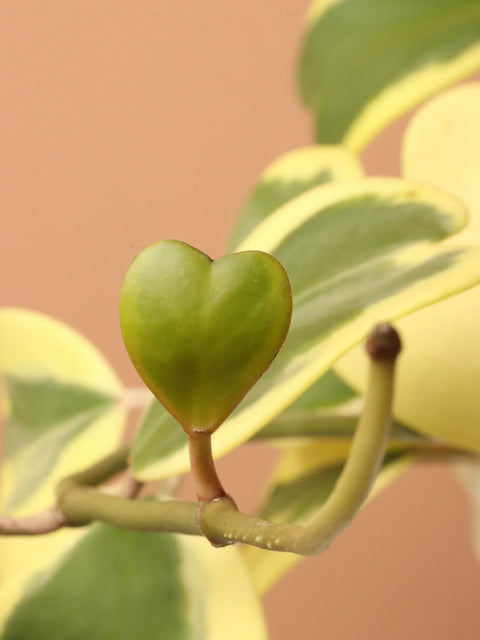 Heart Hoya - Variegated