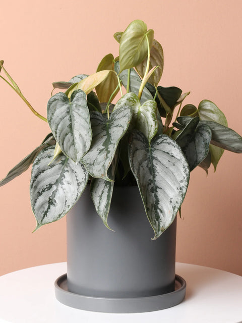 Philodendron Brandtianum - Brandi