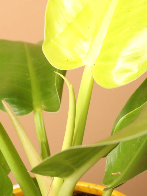 Philodendron Hederaceum 'Moonlight'
