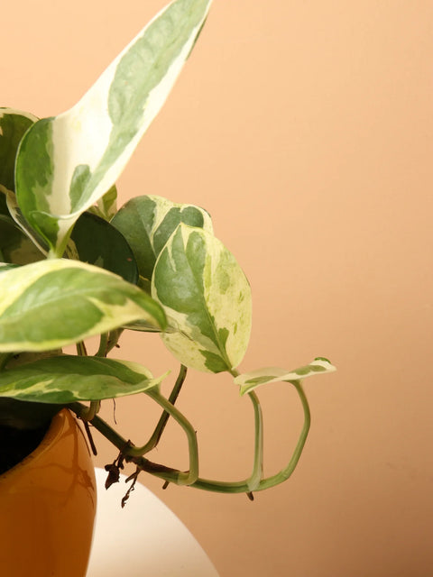 Epipremnum Aureum - Pearls and Jade Pothos