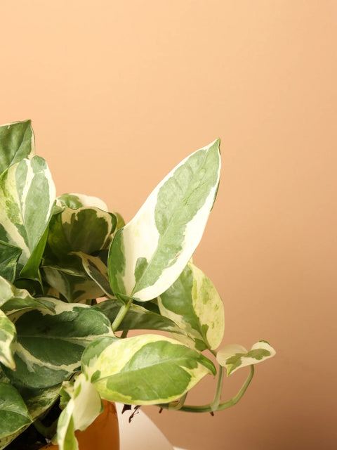 Epipremnum Aureum - Pearls and Jade Pothos