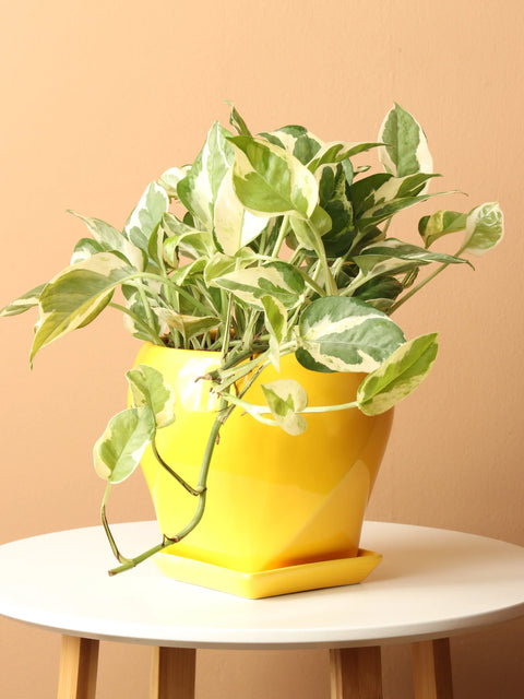 Epipremnum Aureum - Pearls and Jade Pothos