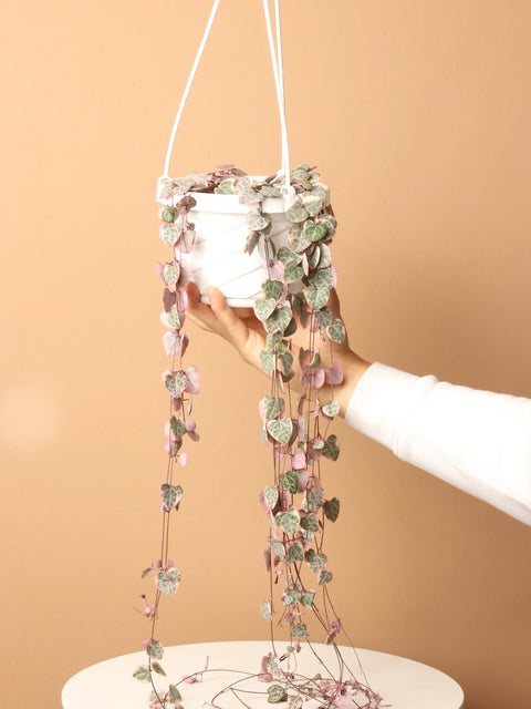 String of Hearts