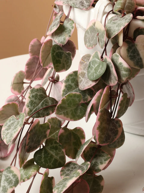 String of Hearts