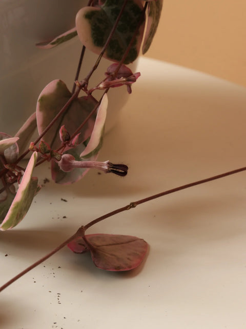 String of Hearts