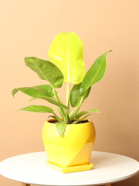 Philodendron Hederaceum 'Moonlight'