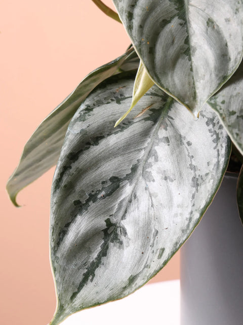 Philodendron Brandtianum - Brandi
