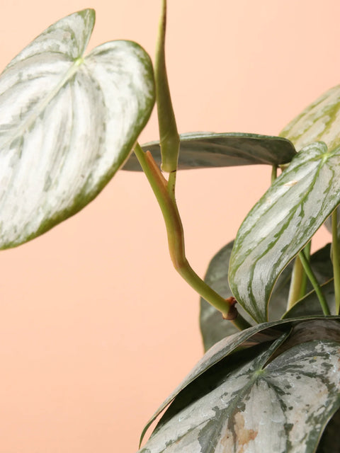 Philodendron Brandtianum - Brandi