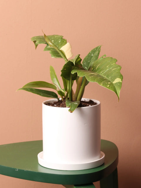Philodendron Ring of Fire