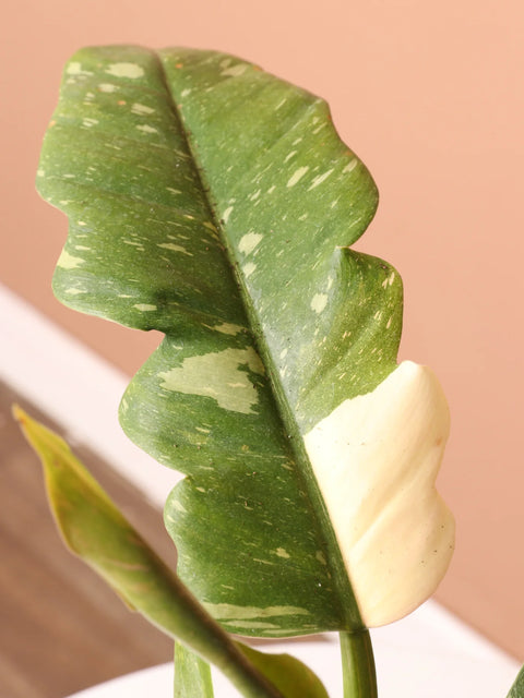 Philodendron Ring of Fire