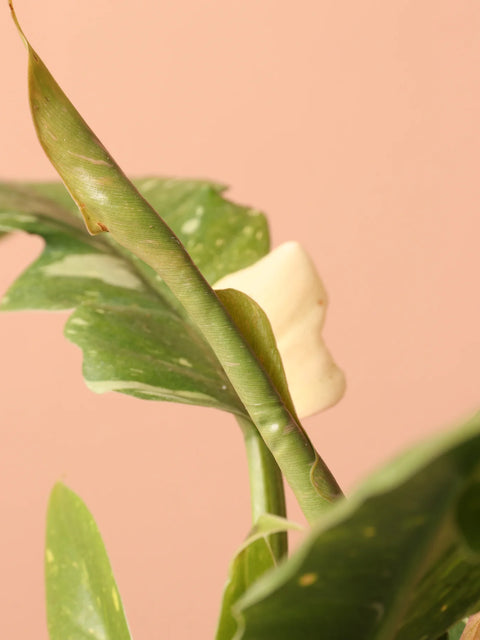 Philodendron Ring of Fire