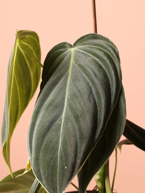 Philodendron Micans