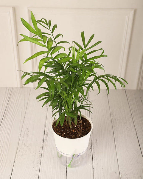 Parlour Palm