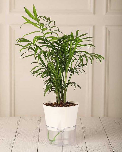Parlour Palm