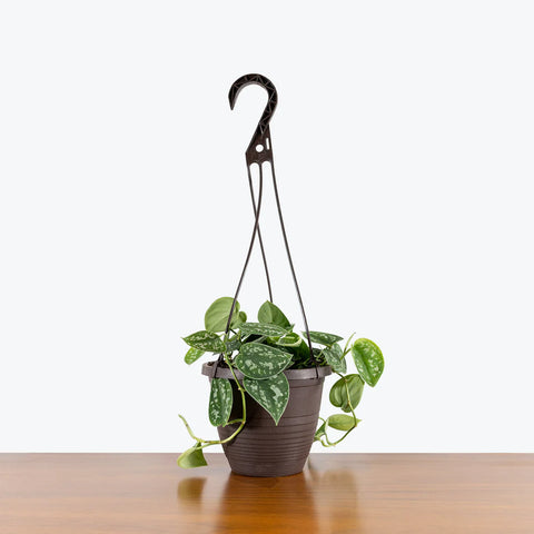 Money Plant Satin - Scindapsus Pictus Argyraeus